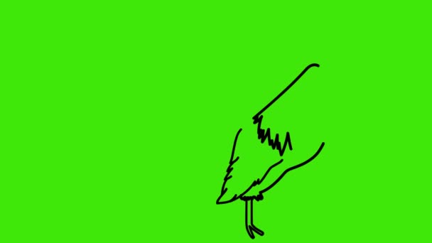 Dessin Animé Coloriage Coq Sur Écran Vert Coq Dessin Coq — Video
