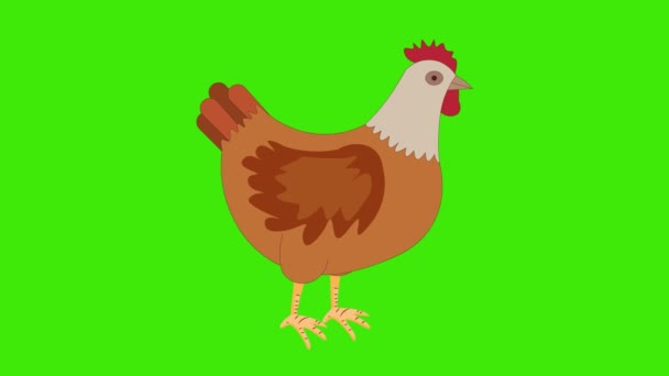 Animation Κινούμενα Σχέδια Κοτόπουλο Κινεί Φτερά Της Πράσινο Φόντο Κοτόπουλο — Αρχείο Βίντεο