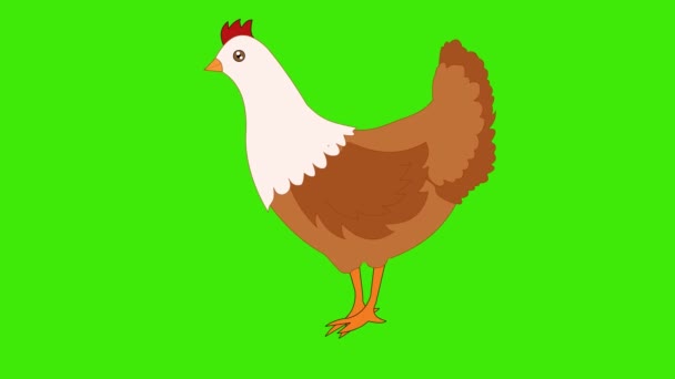 Animacja Kreskówki Kura Spaceru Zielone Tło Kurczak Spaceru Kura Kurczak — Wideo stockowe