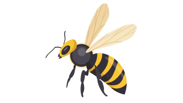Med Včela Létající Bílém Pozadí Med Včela Hierarchie Včel Dron — Stock video