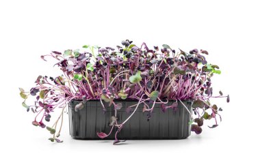 Beyaz arka planda izole edilmiş plastik kabın içinde toprakta filizlenen mikro yeşiller. Mikro yeşiller yiyecekler filizlendirir. Sağlıklı organik gıda konsepti