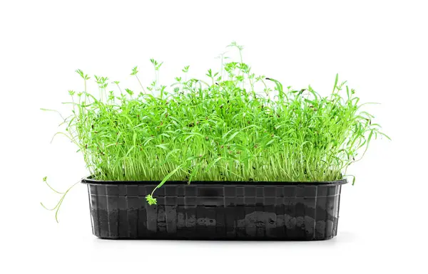 白い背景に隔離されたプラスチック容器の土壌で発芽する発芽微小エネルギー マイクログリーンは食べ物を発芽させる 健康的なオーガニックフードコンセプト — ストック写真