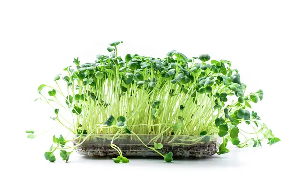 白い背景に隔離されたプラスチック容器の土壌で発芽する発芽微小エネルギー マイクログリーンは食べ物を発芽させる 健康的なオーガニックフードコンセプト — ストック写真
