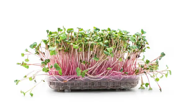 Germinated Microgreens Sprouts Soil Plastic Container Isolated White Background Micro — Stock Photo, Image