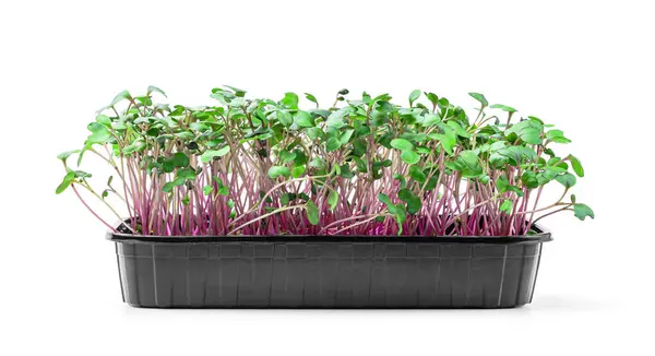 Germinated Microgreens Sprouts Soil Plastic Container Isolated White Background Micro — Stock Photo, Image