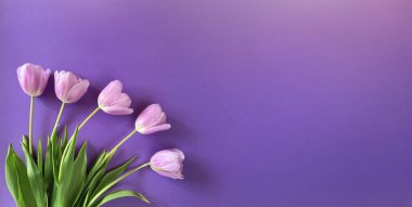 Renkli laleler çiçek buketi. Yaklaş. Çiçek pankartı. Kutlama kartı, Sevgililer Günü, 8 Mart, Kadınlar Günü, Anneler Günü, Üst Manzara