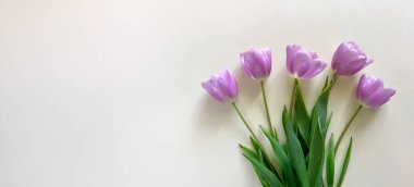 Beyaz arka planda izole edilmiş pembe laleler çiçek buketi. Geniş çiçek pankartı. Kutlama kartı, Sevgililer Günü, 8 Mart, Kadınlar Günü, Anneler Günü, Üst Manzara