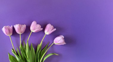 Mor arka planda pembe laleler çiçek buketi. Geniş çiçek pankartı. Kutlama kartı, Sevgililer Günü, 8 Mart, Kadınlar Günü, Anneler Günü, Üst Manzara