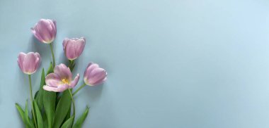 Açık mavi arkaplanda pembe laleler çiçek buketi, açık mavi arkaplan. Geniş çiçek pankartı. Kutlama kartı, Sevgililer Günü, 8 Mart, Kadınlar Günü, Anneler Günü, Üst Manzara