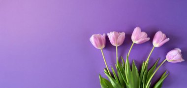 Mor arka planda pembe laleler çiçek buketi. Geniş çiçek pankartı. Kutlama kartı, Sevgililer Günü, 8 Mart, Kadınlar Günü, Anneler Günü, Üst Manzara