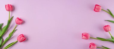 Açık mor arka planda pembe laleler çiçek buketi. Geniş çiçek pankartı. Kutlama kartı, Sevgililer Günü, 8 Mart, Kadınlar Günü, Anneler Günü, Üst Manzara