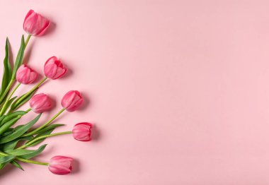 Açık pembe arka planda pembe laleler çiçek açar. Geniş çiçek pankartı. Kutlama kartı, Sevgililer Günü, 8 Mart, Kadınlar Günü, Anneler Günü, Üst Manzara
