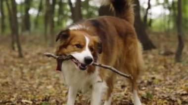 Sonbahar ormanında sopayla oynayan sevimli kahverengi ve beyaz bir çoban köpeği. Kamera onun etrafında hareket ediyor. Yerde portakal yaprakları var. Arka planda bulanık bir orman.