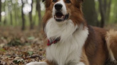 Ormanda uzanmış ve ağzı açık bir şekilde nefes alan gevşemiş kahverengi ve beyaz bir Collie köpeği. Kamera yukarıdan aşağıya hareket ediyor. Arka planda, bulanık yeşil bir orman var.