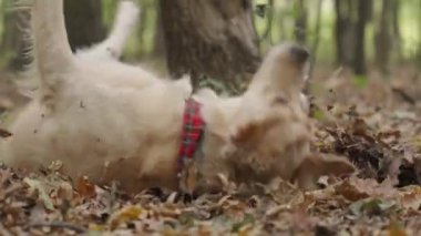 Kırmızı bandanalı mutlu ve tapılası Golden Retriever köpeği, Ormanda sonbahar yapraklarında neşeyle yuvarlanıyor, sonra sallanıyor ve kameraya doğru koşuyor ve çerçeveden çıkıyor.