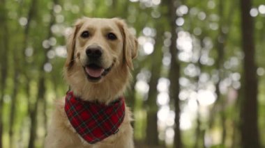 Kırmızı kareli bandanalı şirin bir Golden Retriever köpeği, ormanda dili dışarı fırlamış bir şekilde oturuyor. Kamera onun etrafında hareket ediyor. Arka planda, bokeh etkisi olan yeşil bir orman var.