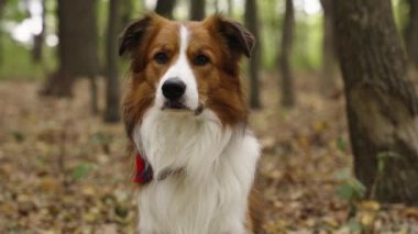 Ormanda oturan kahverengi beyaz bir Collie köpeği. Kamera hareket ediyor ve ona gittikçe yaklaşıyor. Arka planda bulanık orman.
