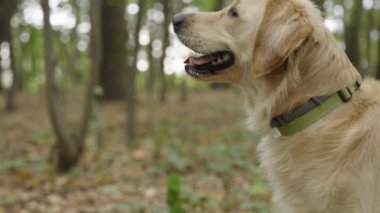 Ormanda durup sol tarafa bakan sevimli bir Golden Retriever köpeğinin yakın plan çekimi. Kamera onun etrafında döner. Arka planda bulanık yeşil orman.