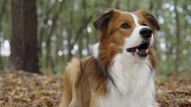 Sonbahar yapraklarında uzanmış, kuyruğunu sallayan güzel, odaklanmış bir Sınır Collie köpeği. Kamera namlusuna yakın plan çekilmiş. Arka planda, bulanık yeşil bir orman var.