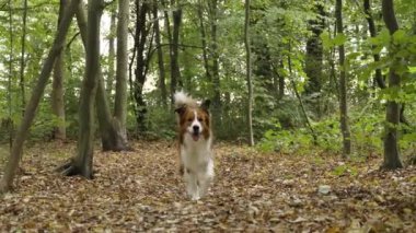 Mutlu kahverengi ve beyaz Border Collie köpeği sonbahar yaprakları arasında kameraya doğru yürüyor ve çerçeveden çıkıyor.