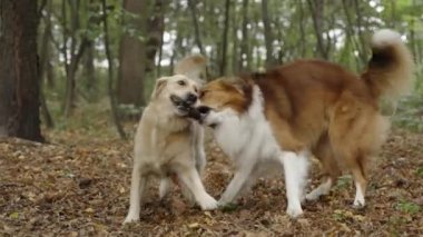 İki sevimli köpek, bir Border Collie ve bir Golden Retriever ormanda bir sopa için birlikte savaşıyorlar. Kamera onların etrafında hareket ediyor. Arka planda bulanık bir orman.
