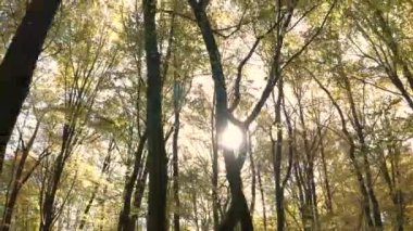 Sonbahar ormanındaki ağaçların alçak açılı videosu. Yaprakların arasında parlak bir güneş parlıyor. Kamera sağdan sola hareket ediyor.