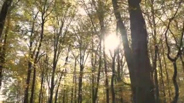 Sonbahar ormanındaki ağaçların alçak açılı videosu. Yaprakların arasında parlak bir güneş parlıyor. Kamera sağdan sola hareket eder ve tavalar.