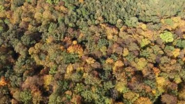 Sonbahar renklerinde güzel orman ağaçlarının hava videosu: yeşil, turuncu, sarı ve kırmızı. Kamera aşağı eğiliyor ve sonra dönüyor. Ağaç taçları dekoratif yosun gibi görünüyor..