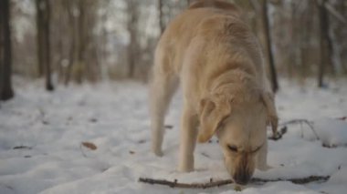 Genç Golden Retriever, karlı kış ormanında tahta sopayı yakalıyor ve ısırıyor. Etrafında kameralar var. Yavaş çekim görüntüleri.