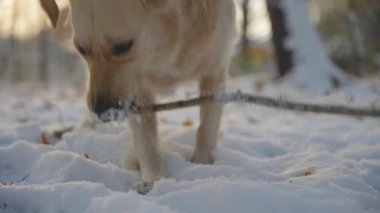 Golden Retriever 'ın karlı kış ormanlarında tahta sopayla oynayan yakın çekimi. Ayağa kalkıyor ve sonra karda yatıyor. Arka planda hafif güneş ışığı var. Yavaş çekim görüntüleri.