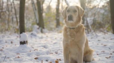 Focused golden retriever bitch sitting in a snowy winter forest. Camera moving towards her. Gentle sunlight in the background.