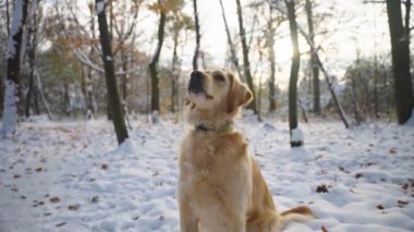 Tatlı Golden Retriever köpeği karda oturup ödül almaya odaklanmış. Kış ormanı sahnesi. Arka planda hafif bulanık güneş ışığı. Yavaş çekim görüntüleri.