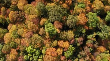 Sonbahar renklerinde güzel orman ağaçlarının yukarıdan görünüşü: yeşil, turuncu, sarı ve kırmızı. Kamera alttan sağa, üstten sola ve sonra öne doğru hareket eder. Dekoratif yosun dokusuna benzeyen ağaç taçları..