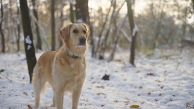 Genç Golden Retriever köpeği kışın karlı bir ormanda duruyor ve etrafa bakıyor. Kamera nazikçe etrafını çeviriyor. Bulanık arkaplan ve güneş ışığı. Sevimli hayvan..