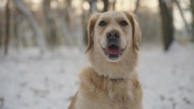 Tatlı Golden Retriever köpeğine yaklaş ve dili dışarıda oturup nefes al. Etrafında kameralar var. Kış ormanı sahnesi. Arka planda bulanık kar ve güneş ışığı.