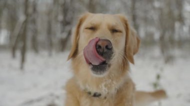 Genç Golden Retriever köpeğinin ağzını yalayıp kuyruğunu sallamasına yakın plan. Köpek kameraya doğru yürüyor ve çerçeveden çıkıyor. Kış karlı orman manzarası.