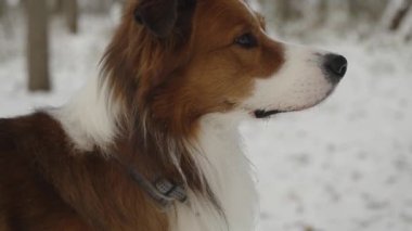 Yandan kahverengi beyaz renkli çoban köpeğinin kafasını yakın plan çek. Köpek odaklanmış ve tek yöne bakıyor. Kamera yavaşça ona doğru hareket ediyor. Kürkünde ve bıyıklarında su damlaları ve kar var..
