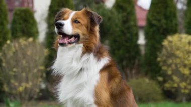 Bahçedeki yeşil çimlerin üzerinde dili dışarıda oturan güzel, mutlu, beyaz, kahverengi bir çoban köpeği. Kamera onun etrafında dönüyor.