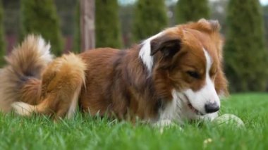 Yeşil çimlerin üzerinde uzanan ve en sevdiği yeşil topla oynayan beyaz-kahverengi bir çoban köpeği.