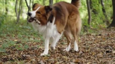 Ormanda tahta bir sopayı ısıran ve kameraya doğru koşan mutlu kahverengi köpekleri. Arka planda bulanık yeşil orman