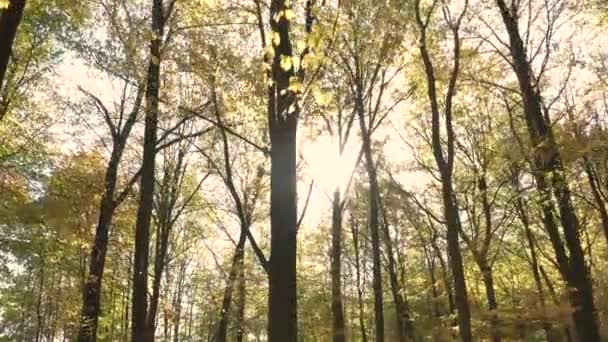 Vidéo en angle bas des arbres dans la forêt d'automne avec un soleil éclatant à travers les feuilles. La caméra avance
