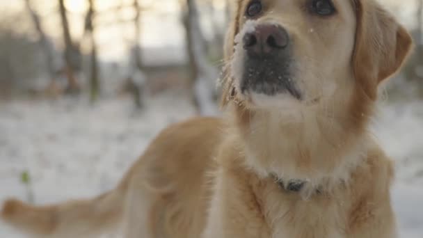 Close Video Young Golden Retreiver Head Snowy Winter Forest Snow — Stock Video