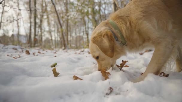 年轻可爱的金毛猎犬在雪地里嗅嗅的特写镜头 摄像头向他移动 雪地上躺着一些橙色的叶子 — 图库视频影像