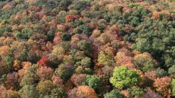 Uitzicht Vanuit Lucht Prachtig Bos Herfstkleuren Groen Oranje Geel Rood — Stockvideo