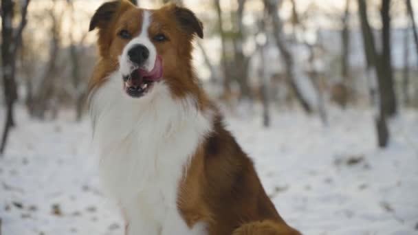 ブラウンとホワイトボーダーのコリー犬は 口を開いた雪の多い冬の森に座っている こんにちは 彼の口を舐め 彼の口から蒸気を吹き飛ばしています カメラは彼の周りにパンニングし 次にタイルをタイルアップ — ストック動画