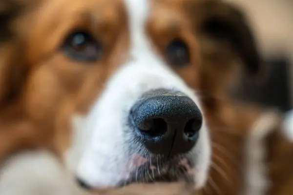 Odaklanmış dokusu ve bulanık arkaplanı olan köpeğin burnuna aşırı yakın plan.
