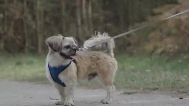 Ormanda tasmalı küçük bir köpek kameraya doğru garip bir şekilde yürüyor. Düşük açılı bir açıyla doğal gün ışığında yakalanır.