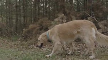Bulutlu bir günde Golden retriever neşeli bir şekilde ormanın kenarında koşuyor, kulakları kanat çırpan dinamik bir hareket