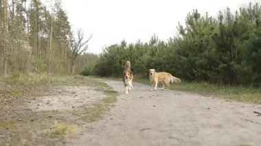 Bahar günü ormanda koşan iki mutlu köpek. Düşük açı, neşeli ifadeler, sallanan kuyruklar, açık hava aktiviteleri.