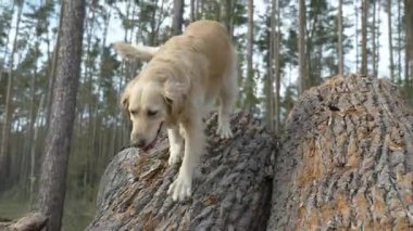 Golden Retriever tırmanıyor ve gün içinde bir ormanda istiflenmiş ağaç kütükleri üzerinde dengeleniyor, doğal ortamdaki çeviklik